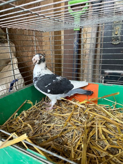 Gołębie Staropolskie Samiec