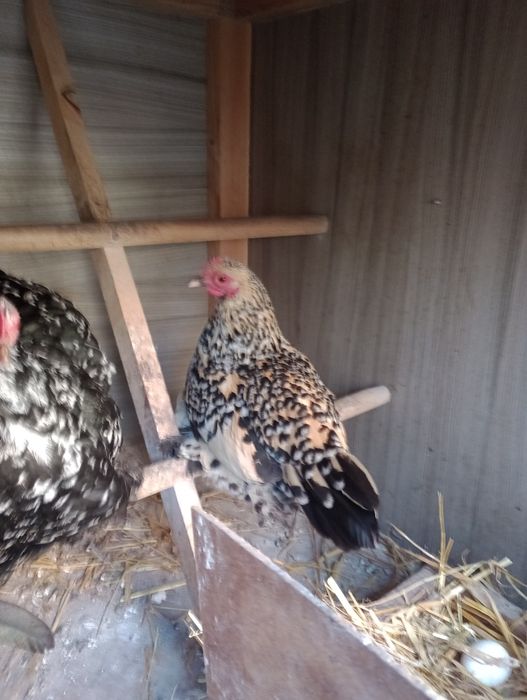 Kurki karzełki łapciate