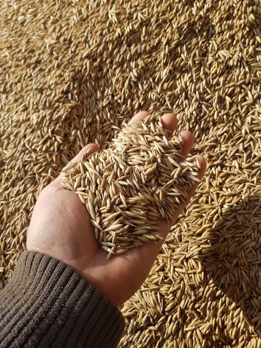 Owies paszowy wstępnie oczyszczony odpylony