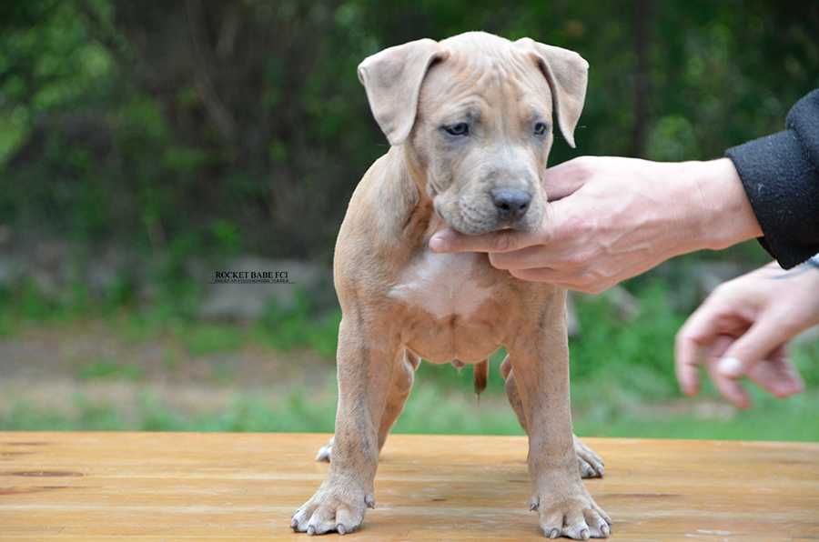 American Staffordshire Terrier FCI Rodowodowy szczeniak