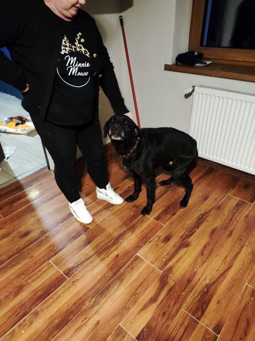 Oddam za darmo w dobre ręce