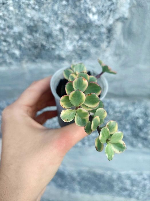 Suculentas 1€ cada