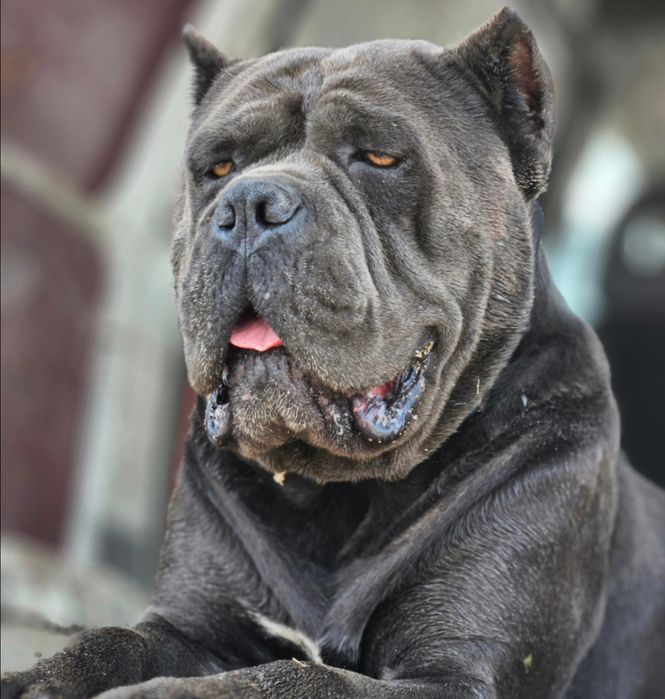 Кане корсо ярко тигровый мальчик