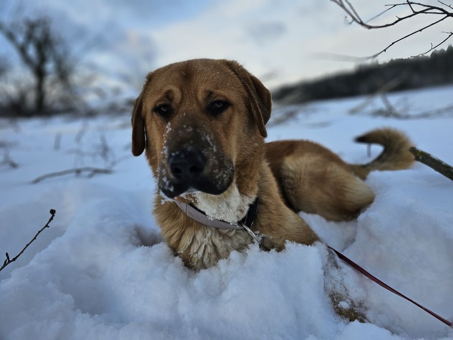 Puszek i Okruszek do adopcji!