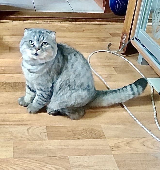 Кот шотладский вислоухий вискасный серый полосатый кіт висловухий