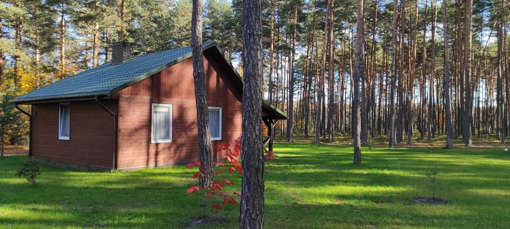 Domki Nad Tanwią, całoroczne z kominkami w sosnowym lesie na Roztoczu.