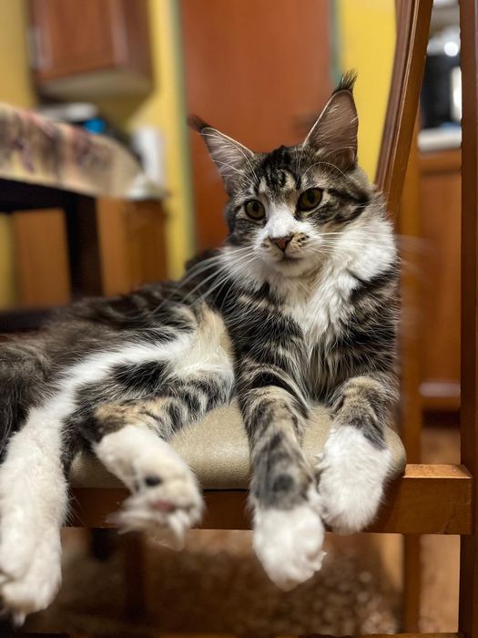 Kocurek Maine Coon
