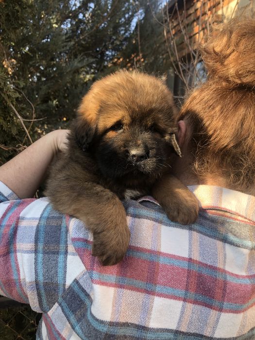 Тибетский мастиф