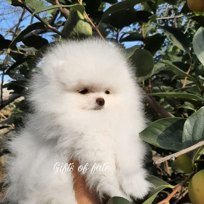 Мини померанец, документы. FCI