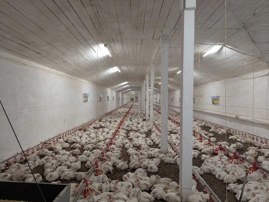Продаж рентабельної птахоферми поблизу Городище. Кури як бізнес
