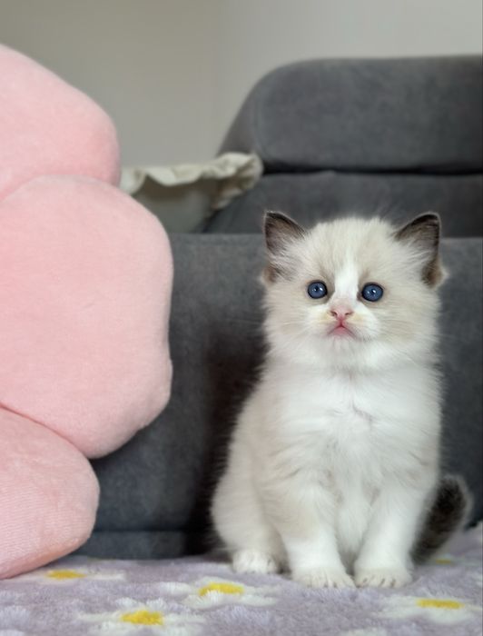 Piękna koteczka ragdoll rodowód FPL