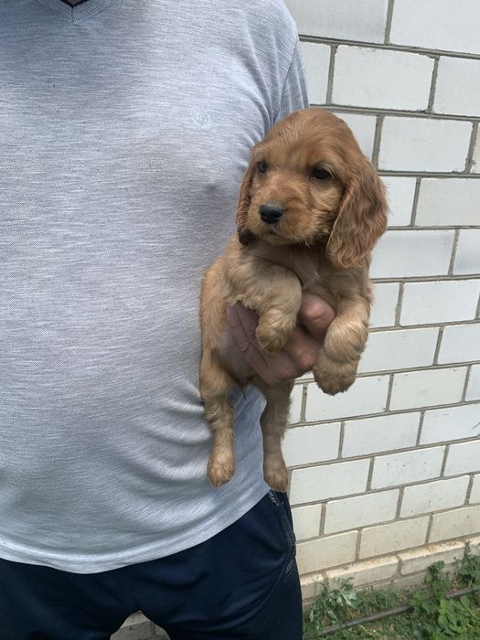 Продам цуценят Кокера