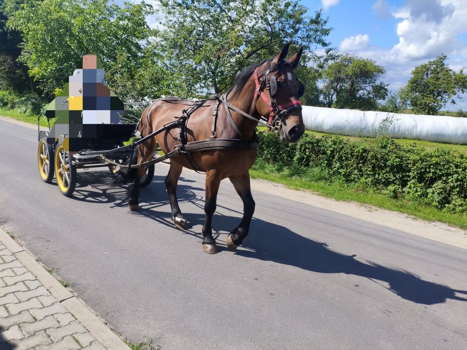 Klacz zaprzągana