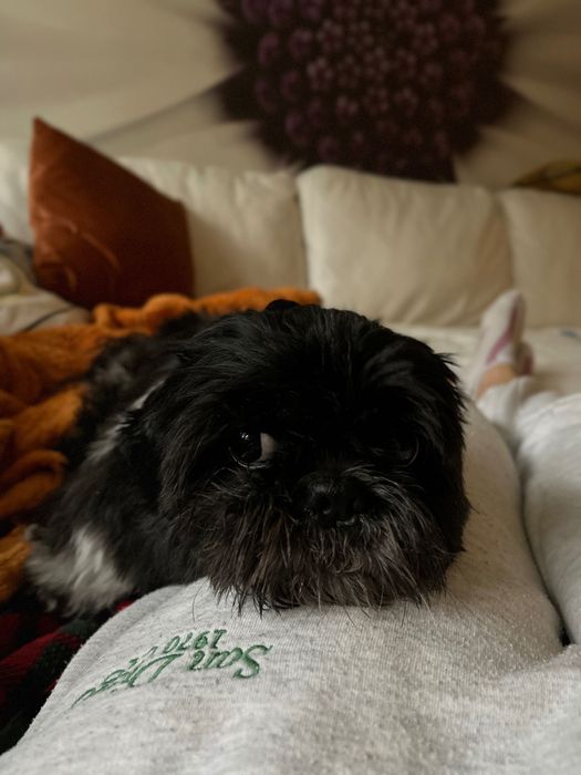 Opieka nad psem PETSITTING Domowy hotel