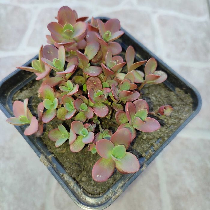 Набір садових очитків.