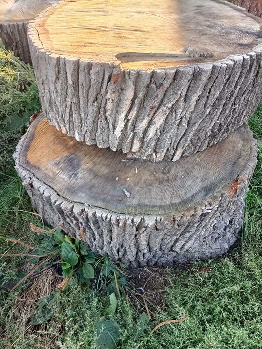 Grube plastry z drewna dębowego – średnica ok. 120 cm