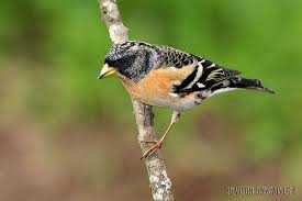 Varias aves anilhadas   2025/2026