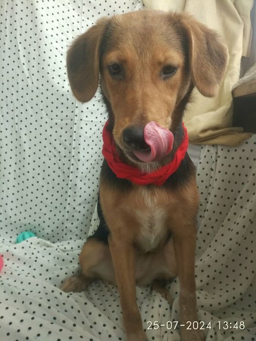 Метис охотника в добрые!