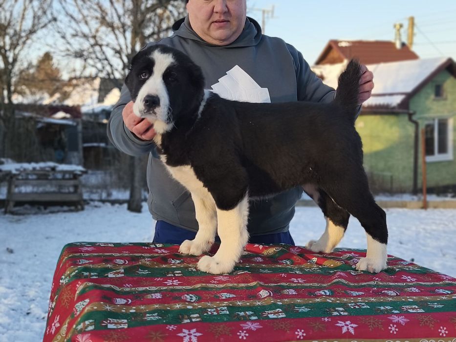 Ексклюзивна дівчинка середньоазіатської вівчарки (алабай)