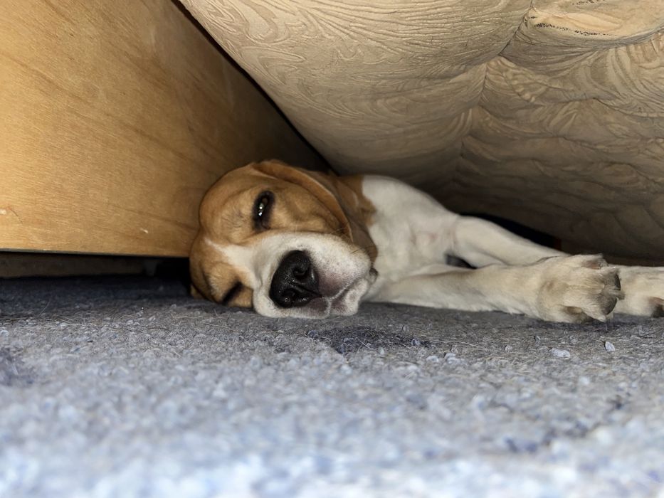 Вязка з біглем, дає дуже гарне потомство