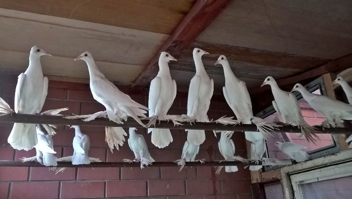 Gołąb bocian płaski Gołębie bociany płaskie 50 zł/szt.