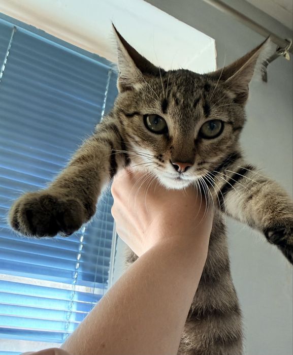 Кошеня котик шукає родину