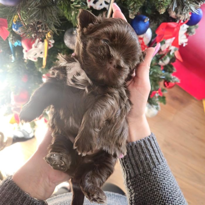 Szczeniak shiz-tzu z genem czekoladowym