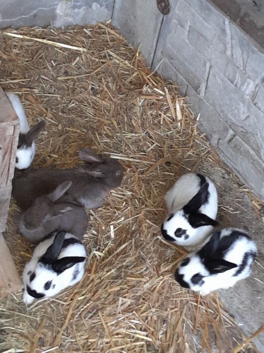 Продам кролі німецький строкач