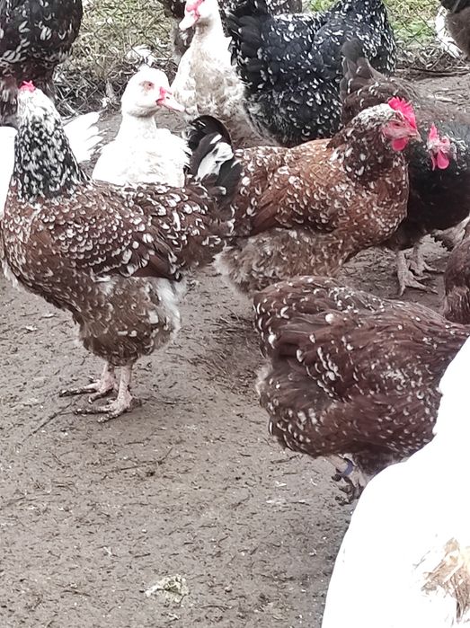 Кури лівенські ситцеві, яйце інкубаційне