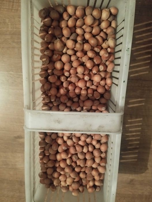 Sprzedam orzechy laskowe