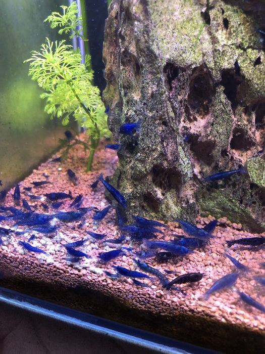 Camaroes azuis e amarelos (neocarodina)