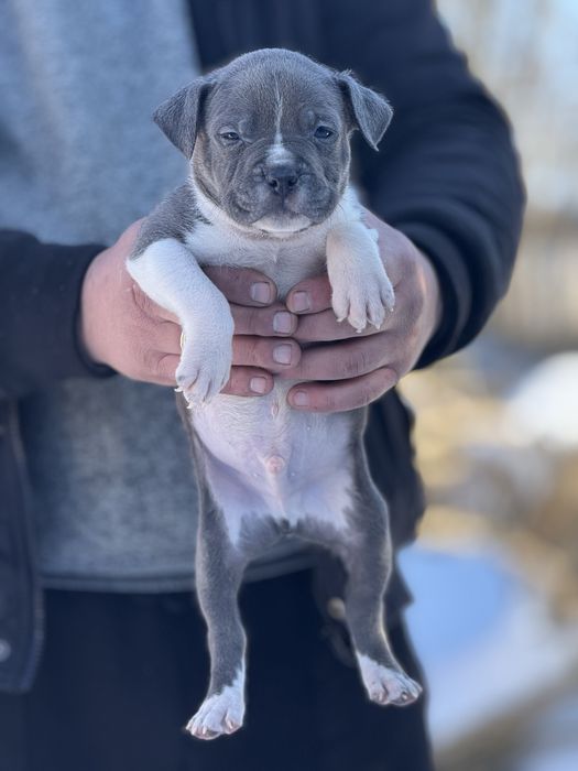 Щенки питбуль высокого качества АВКС регист