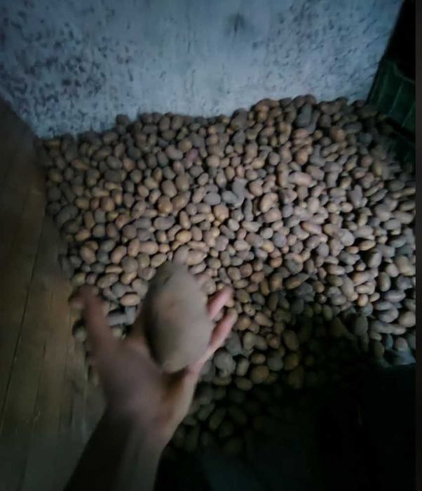 Ziemniaki Sochaczew sortowane ręcznie CATANIA