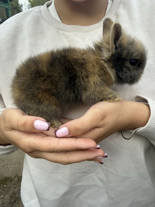 Króliki miniaturki