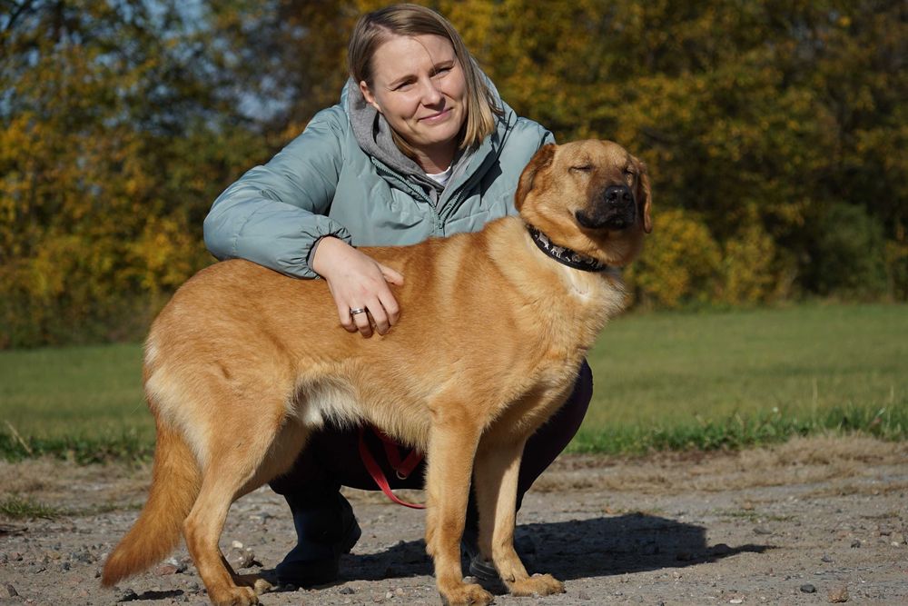 Sajon - piękny, duży pies - pomagamy w transporcie
