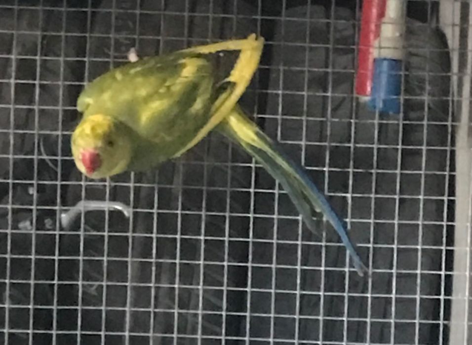 Aleksandrety niebieskie samice G/O do lęgów 2023