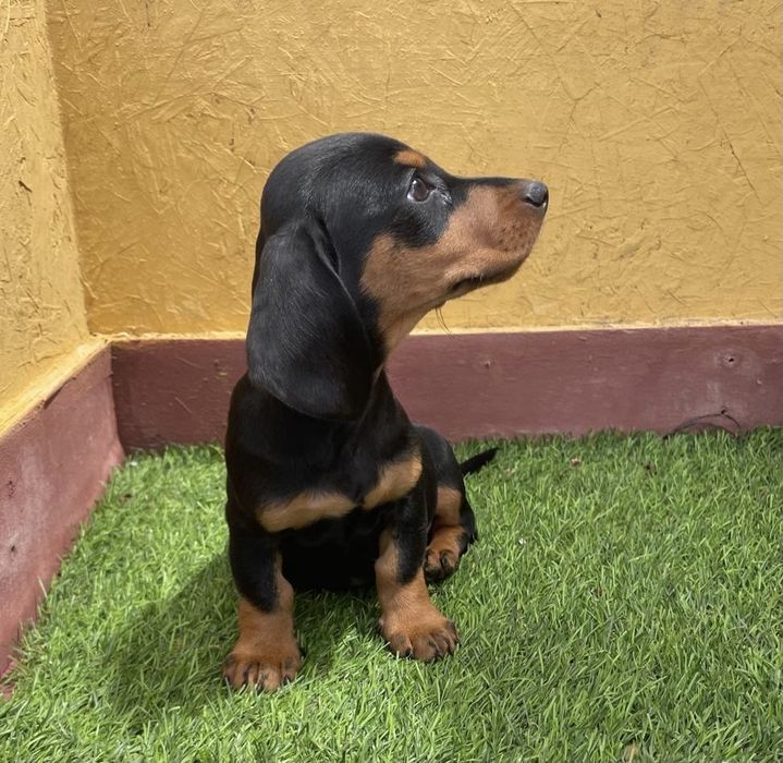 Macho Teckel miniatura