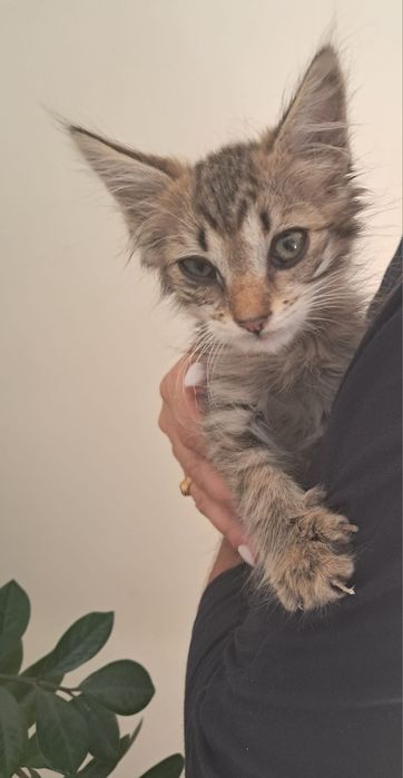 Gatinho tigrado peludinho