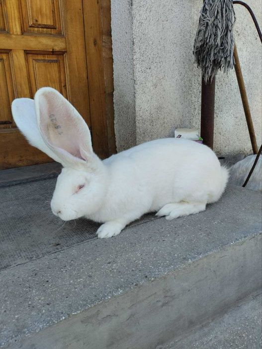 Сірий і білий велетень ,струкач вага батьків 9кг