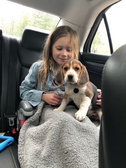 Щенки бигль с документами