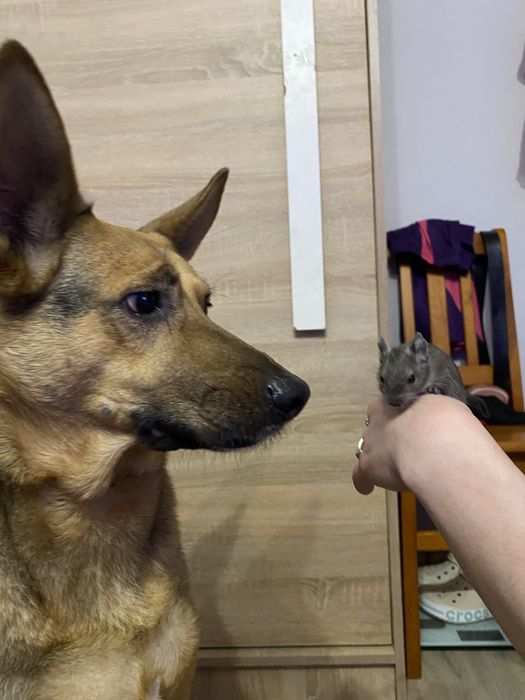 Koszatniczki za darmo