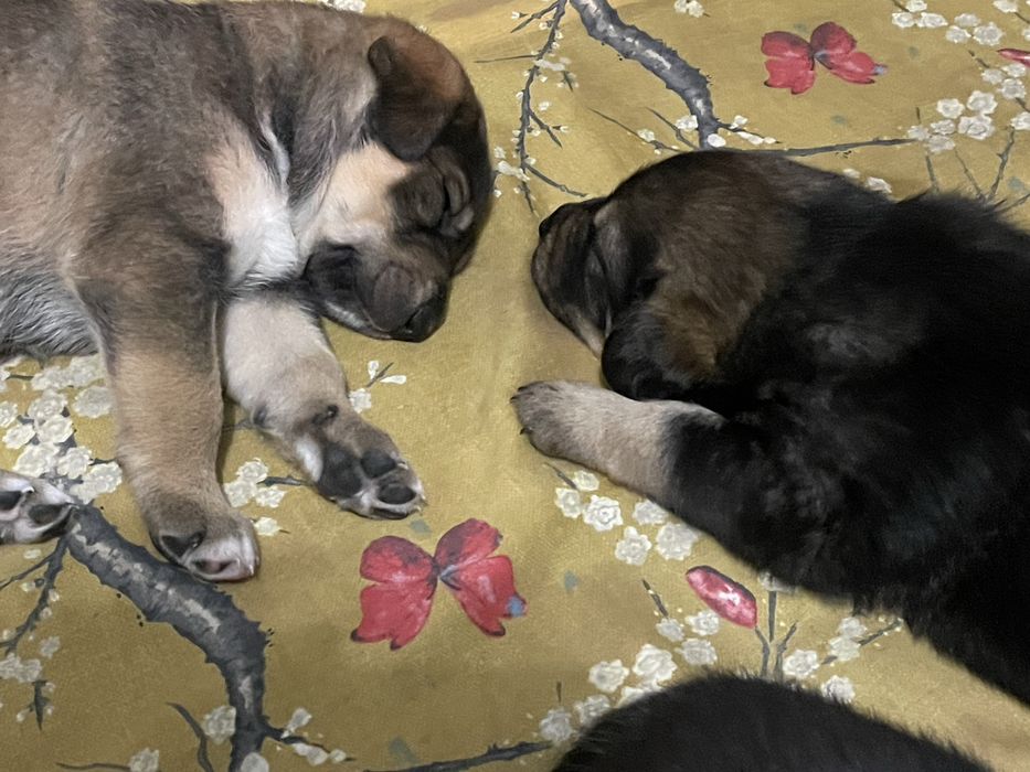 Щеночки в добрые руки