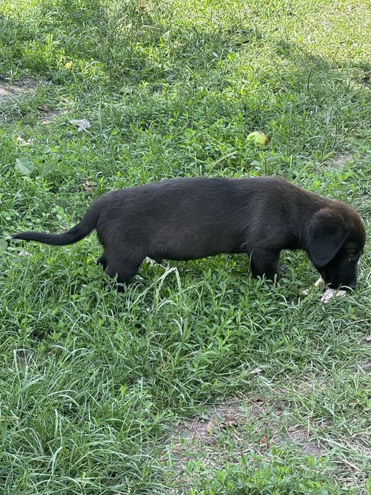 віддам цуценят маленьких в добрі руки