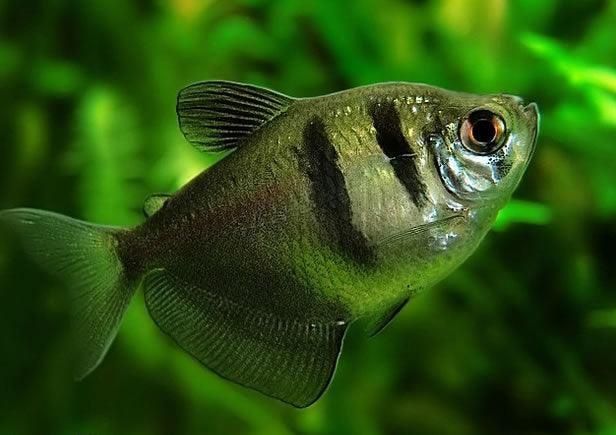 Peixe viúva negra