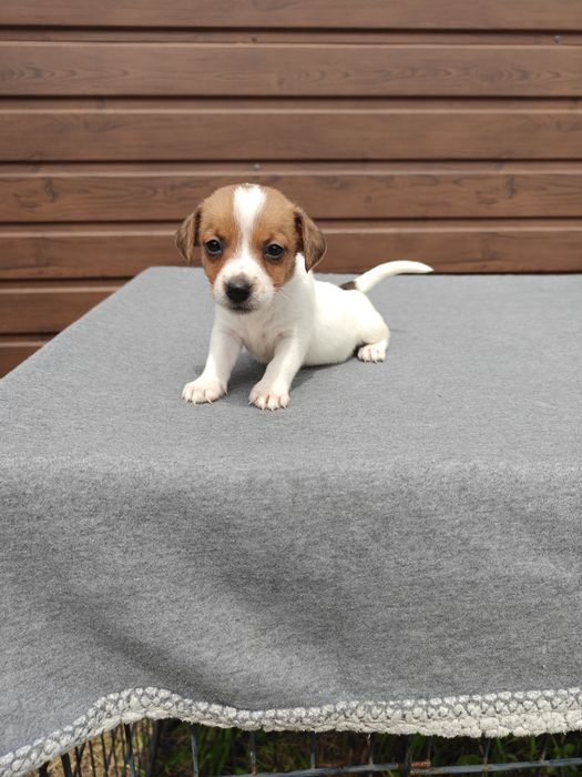 Jack Russell Terrier krótkowłosy  suczka