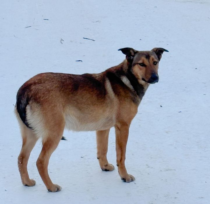 Дівчатка схожі на малінуа в добрі руки