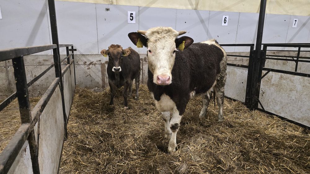 Dwie jałówki MM waga koło 300kg