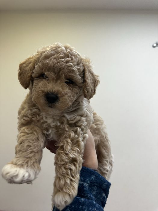 Бішпу мальтіпу пушон хлопчик