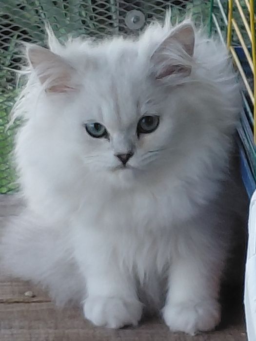 Котята ns11 шиншилла серебріста