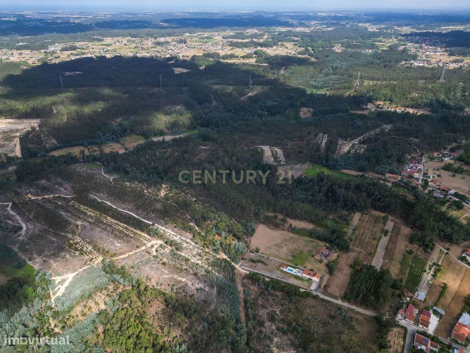 Pinhal com 1.425 m² em Brejal – Cabeça Alta, Seixo de Gatões, Montemor